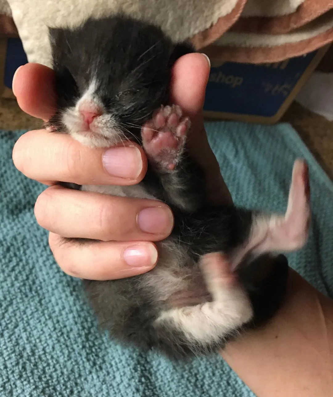 Pequeño gato rescatado de la calle