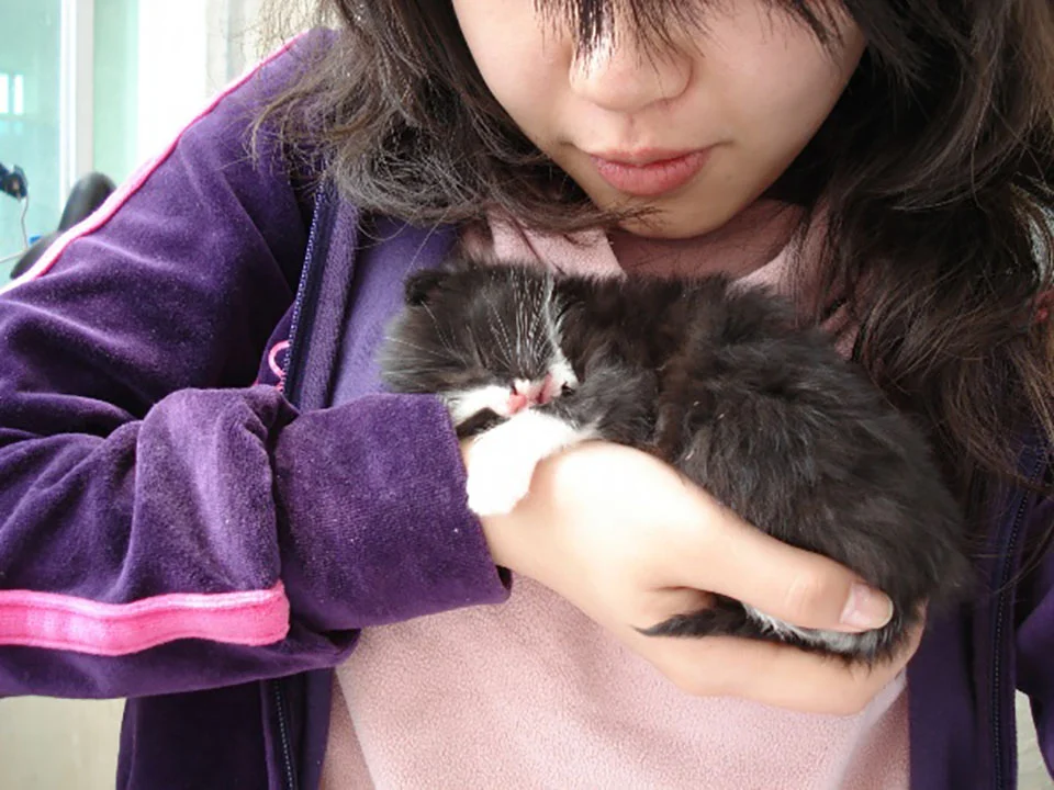 Gatito rescatado