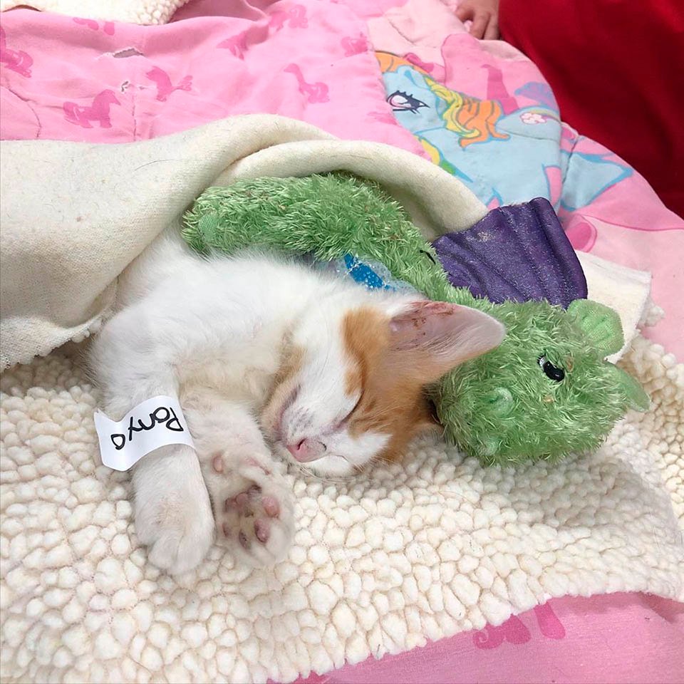 Gatito y dragón