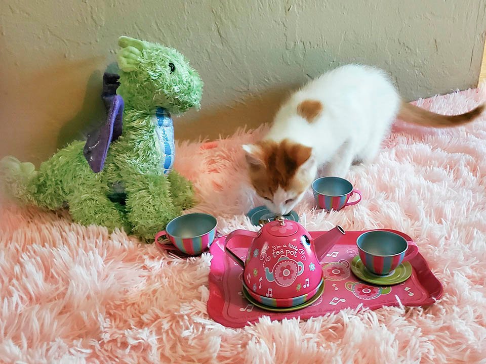 Gatito y su dragón
