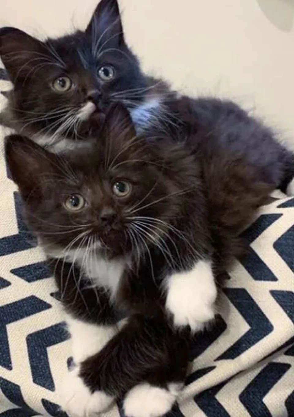 Gatitos inseparables