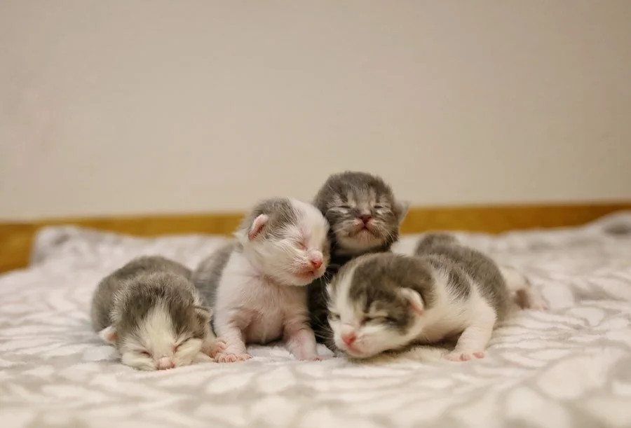 Gatitos recién nacidos
