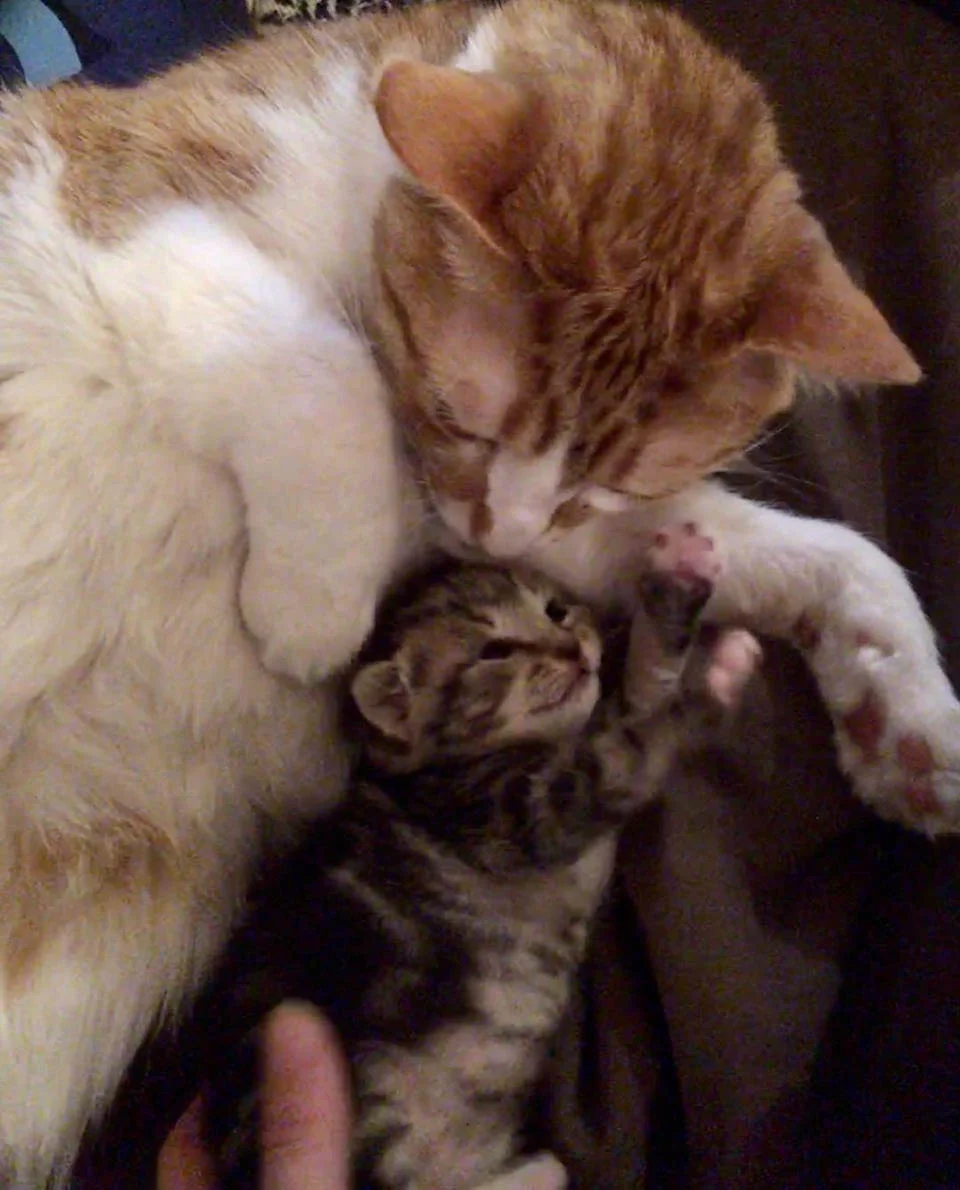 Gato brinda cariño a gatita