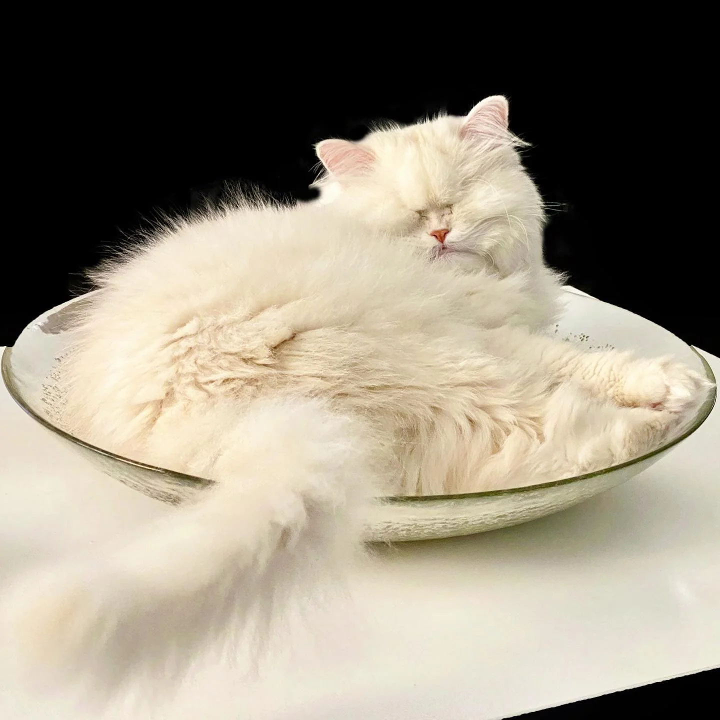 Gato ciego persa
