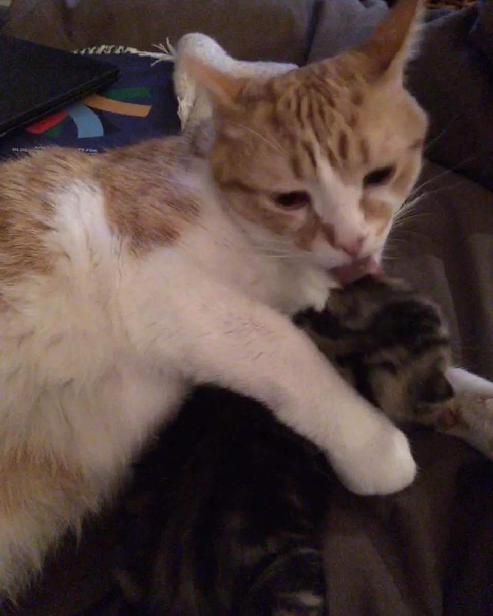 Gato cuida a gatita