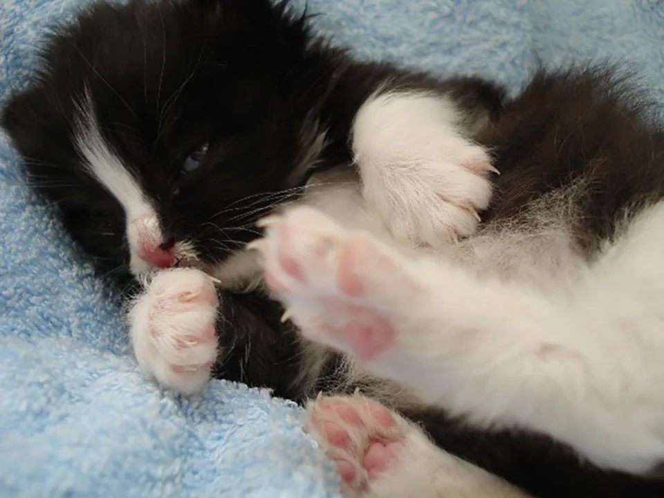 Gato descansando
