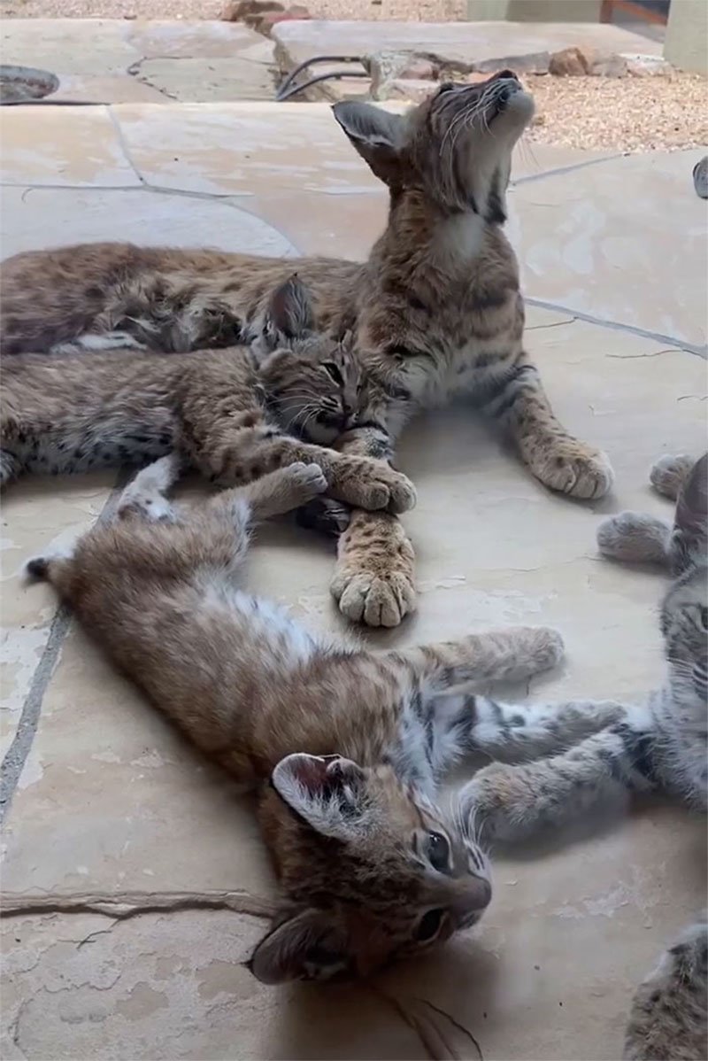 Gatos monteses familia