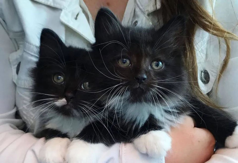 Gatos negro y blanco