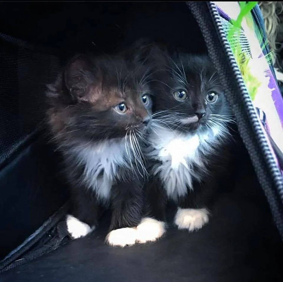 Gatos pequeños