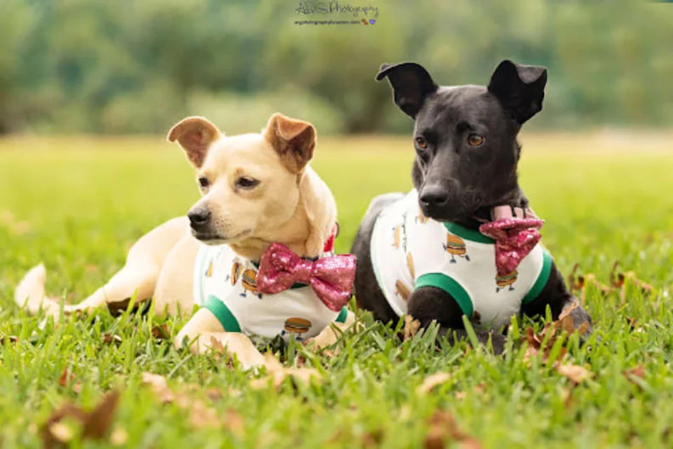 Hermosos perros rescatados