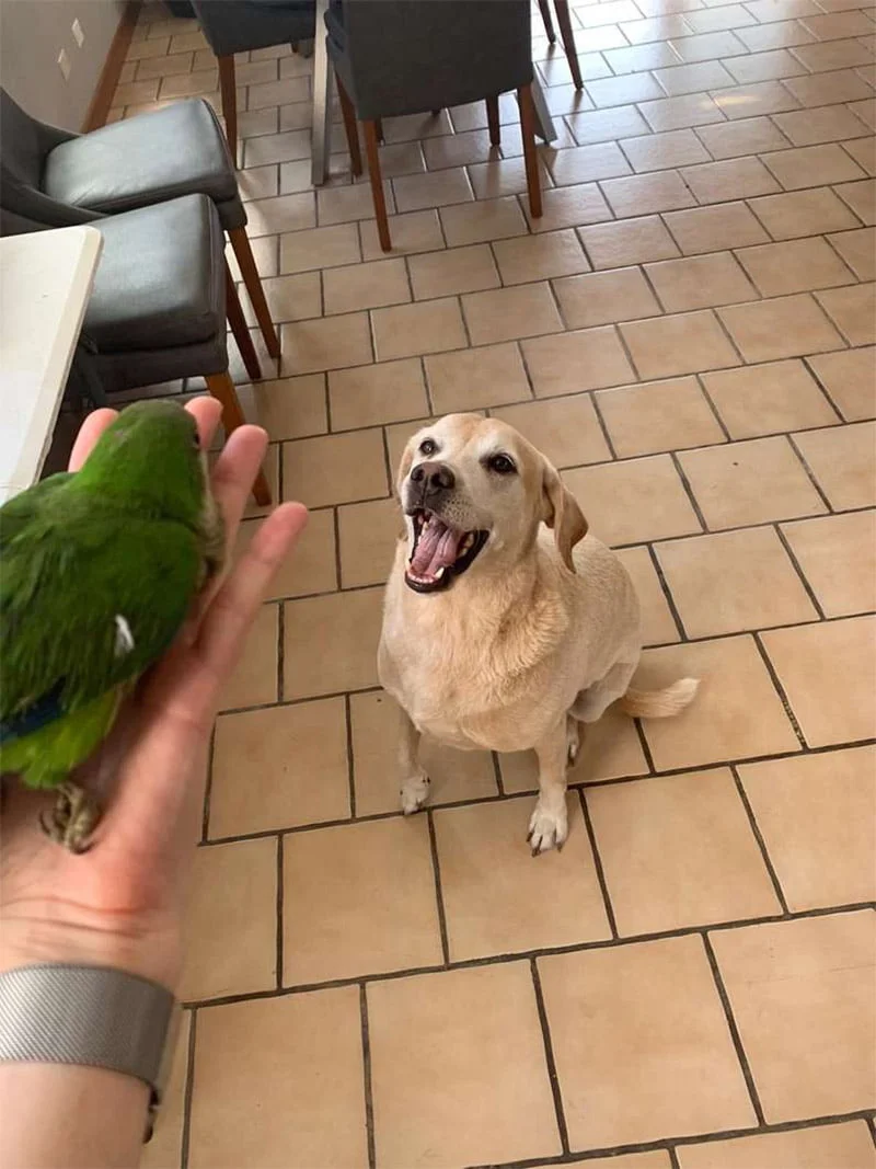 Perro salvó lorito Hope