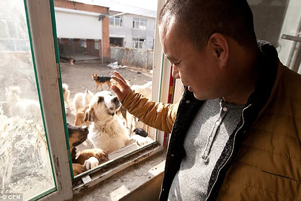 Hombre rescata perros