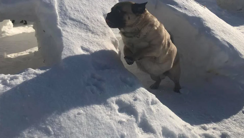 Jugando en paraíso invernal