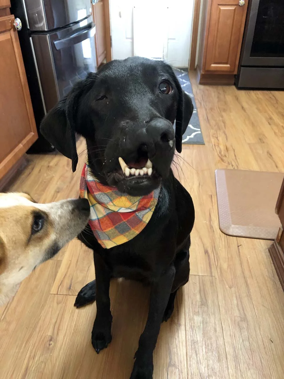Labrador labio leporino
