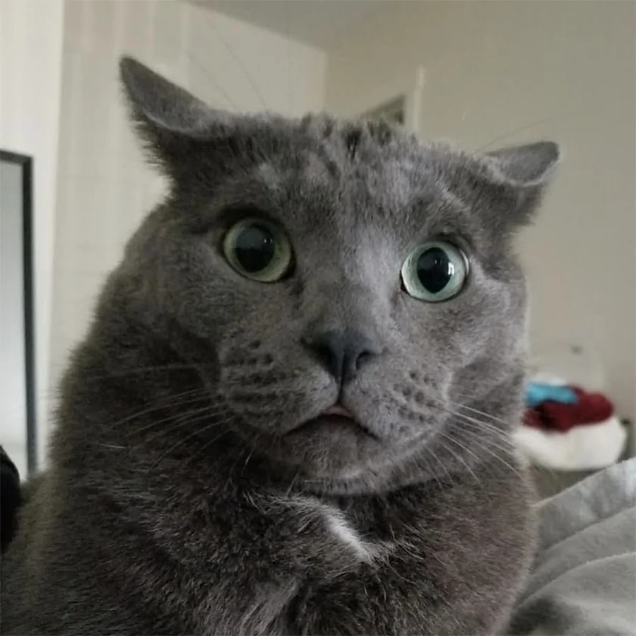 Loki mirando