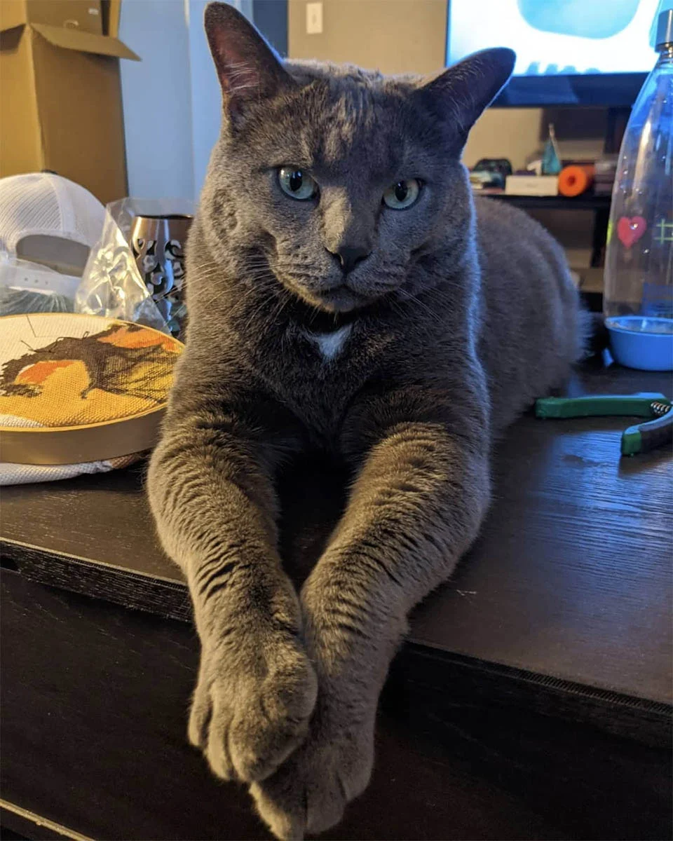 Loki posando
