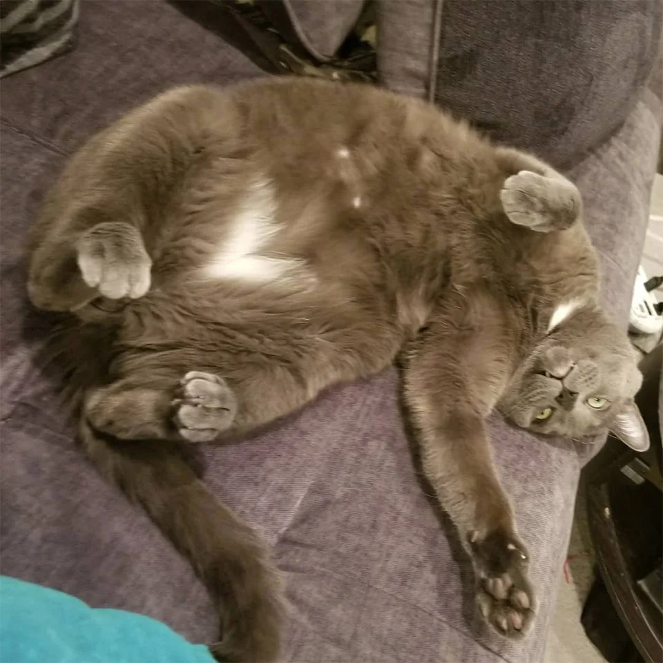 Loki relajado