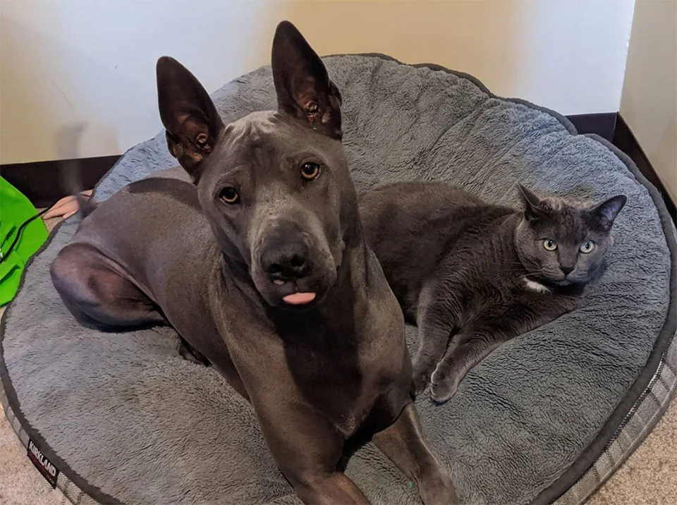 Loki y su amigo
