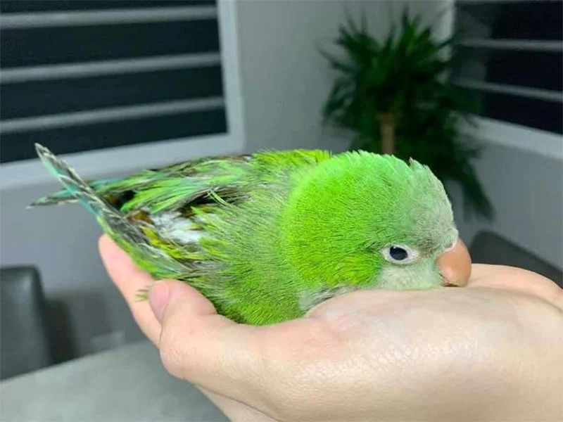 Lorito herido