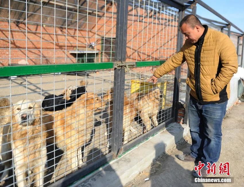 Millonario chino salva perros
