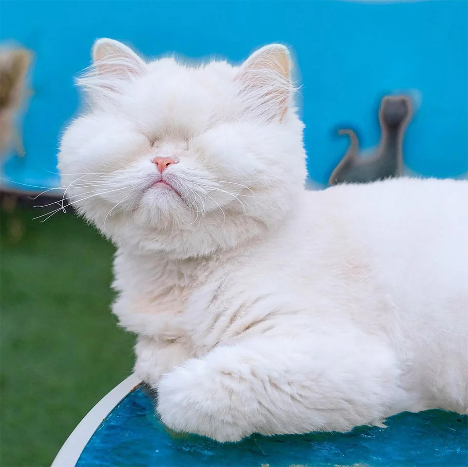 Moet el gato ciego