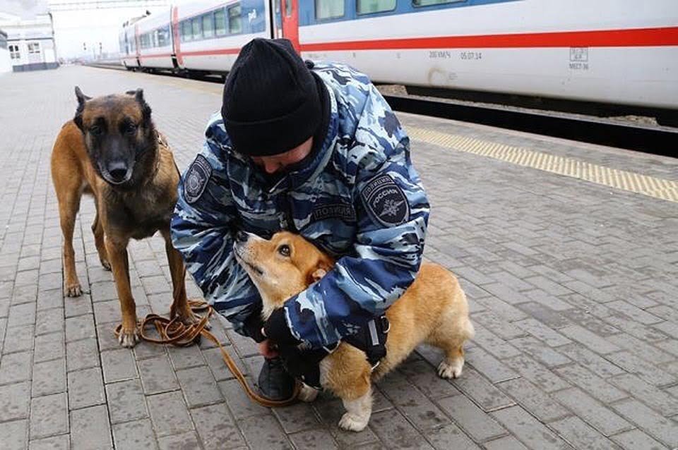 Mujer policía sostiene a corgi