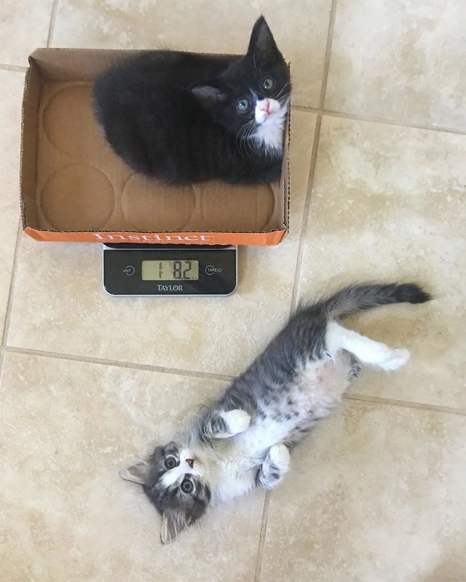 Nuevos mejores amigos