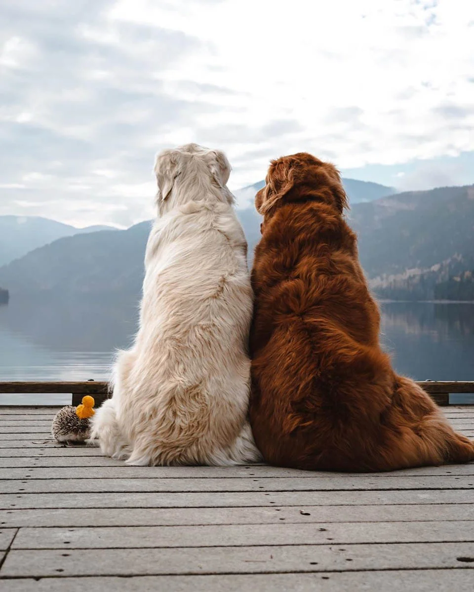 Par de perritos