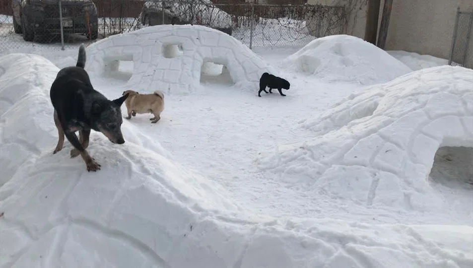 Paraíso invernal perros