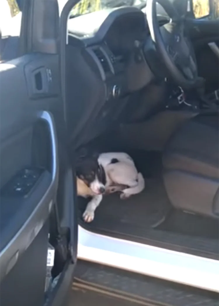 Patrulla perro