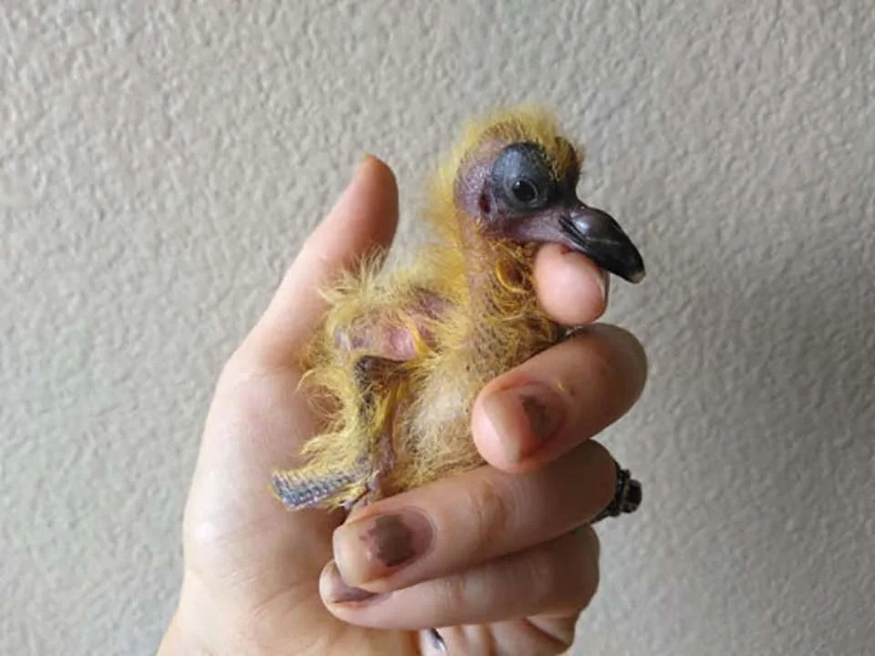 Pequeña paloma