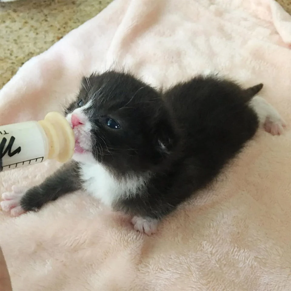 Pequeño gato rescatado