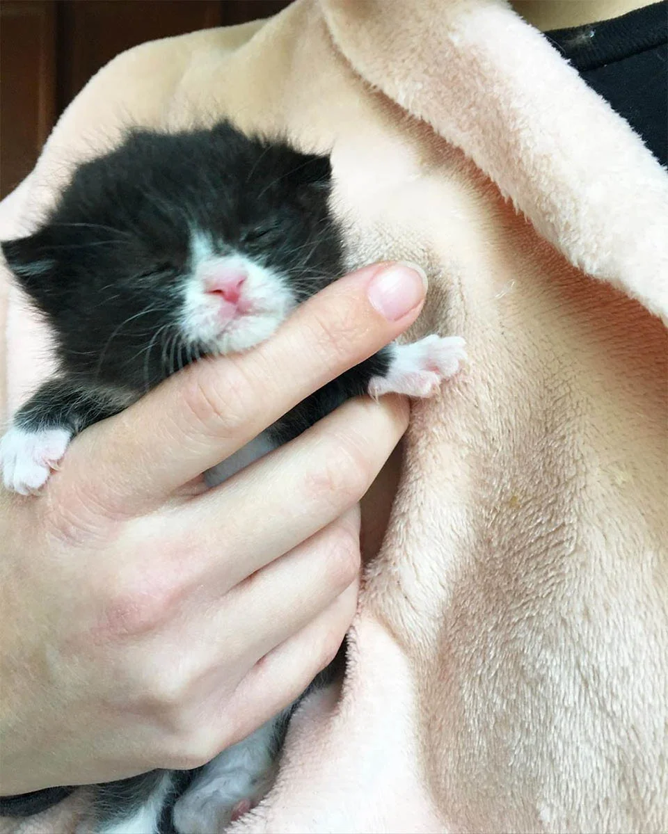 Pequeño gato sin hogar