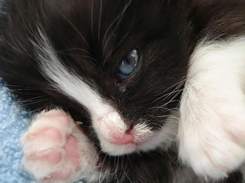 Pequeño gatito