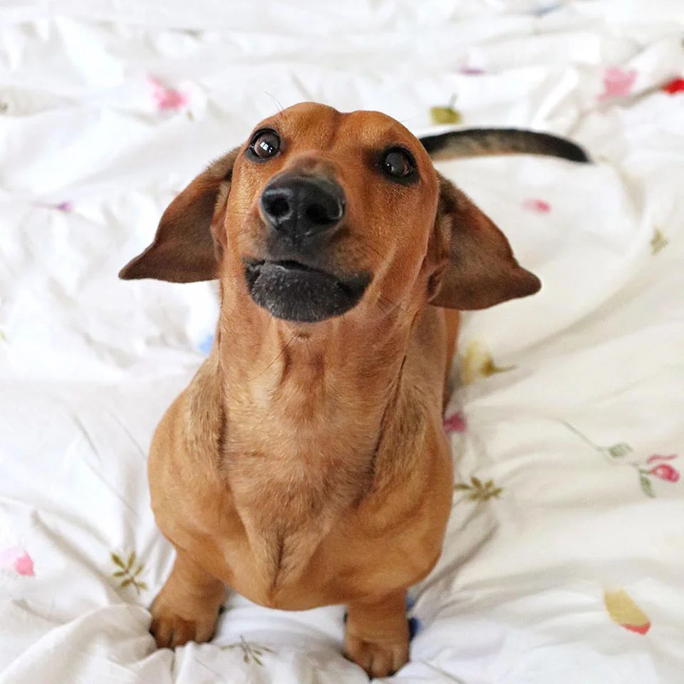Pequeño perro