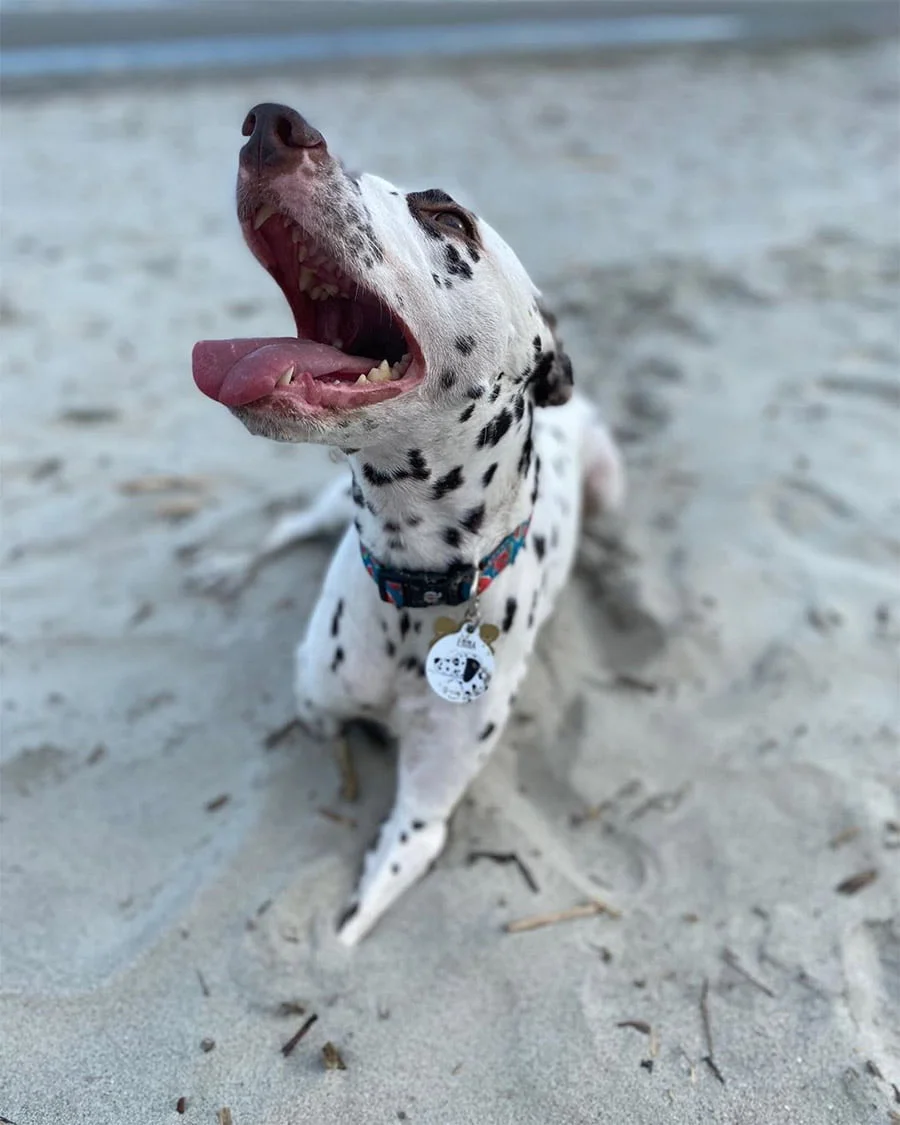 Perrita dos patas en playa