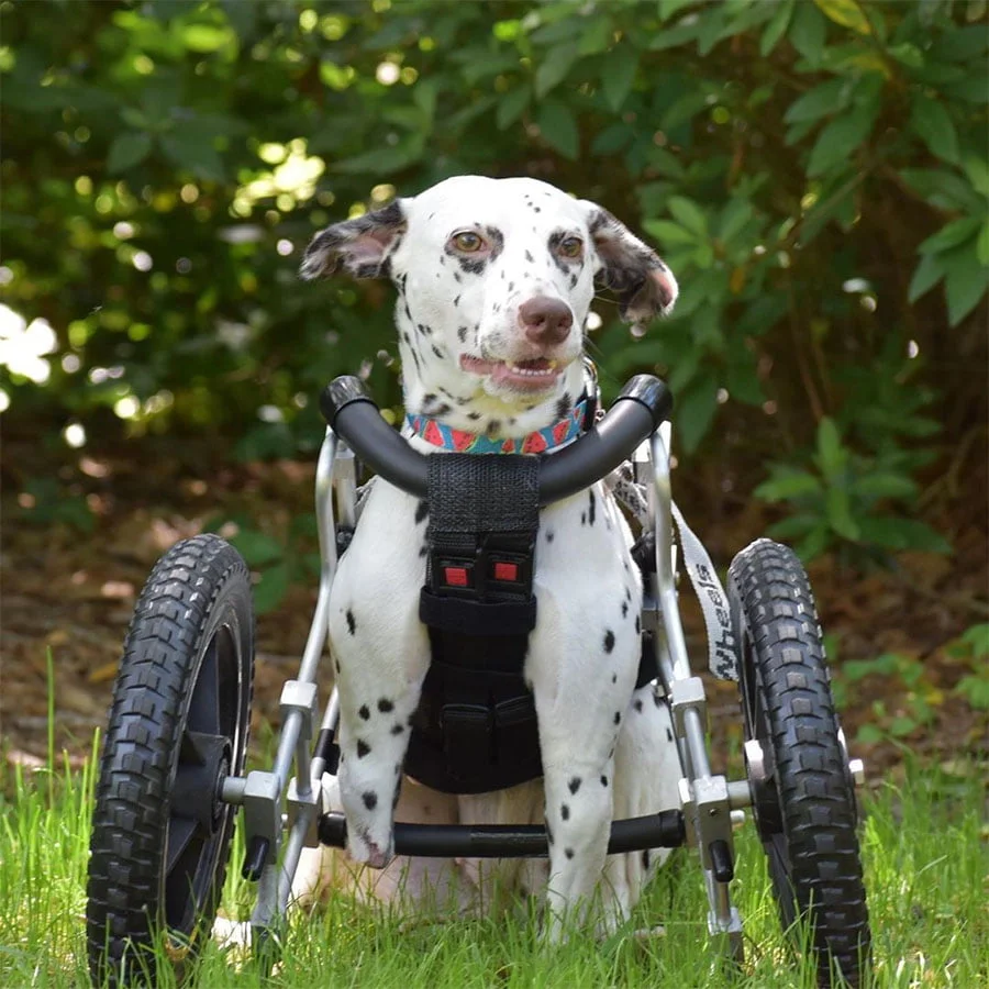Perrita dos patas silla