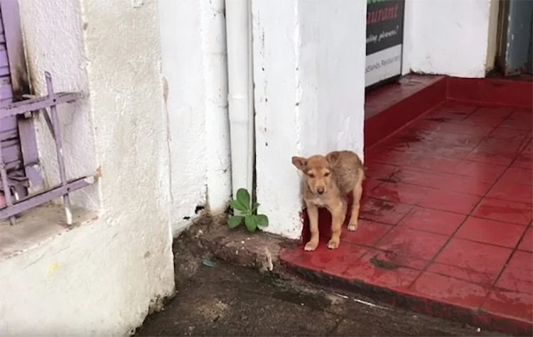 Perrita en mercado