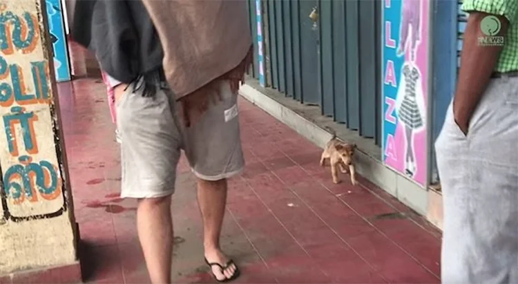 Perrita sin hogar