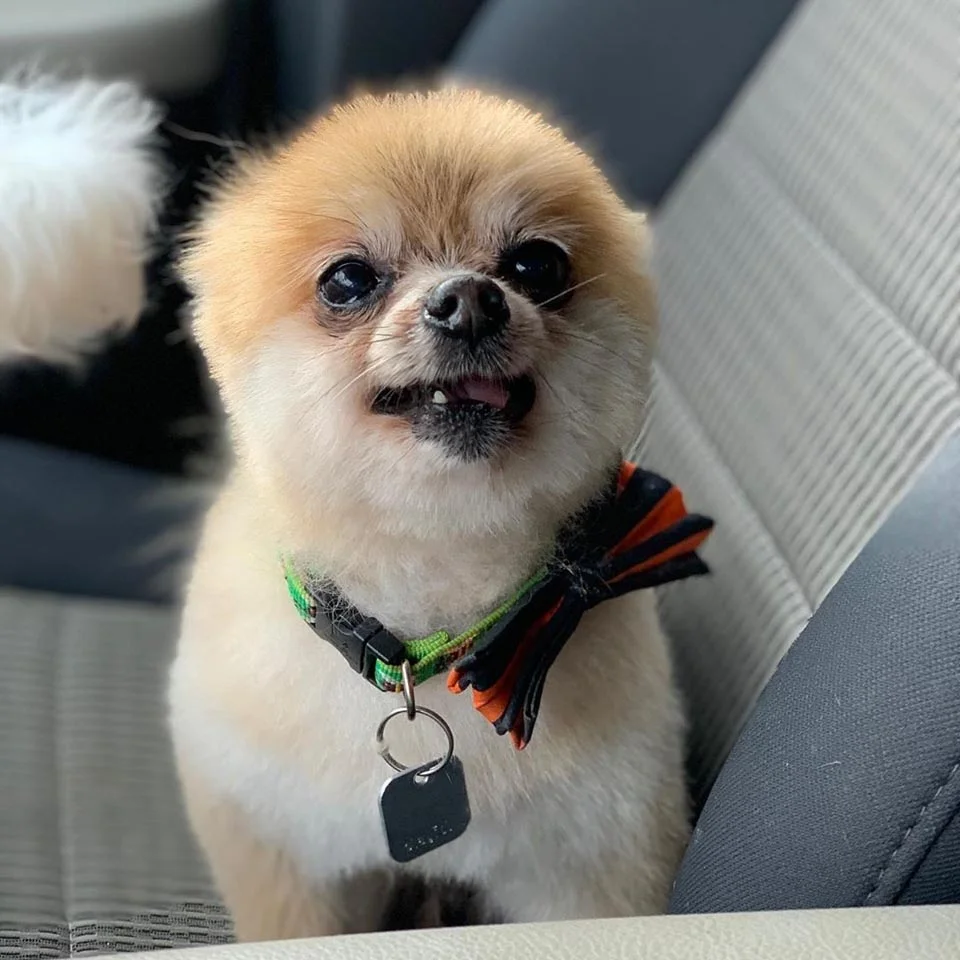 Perrito adulto en el auto