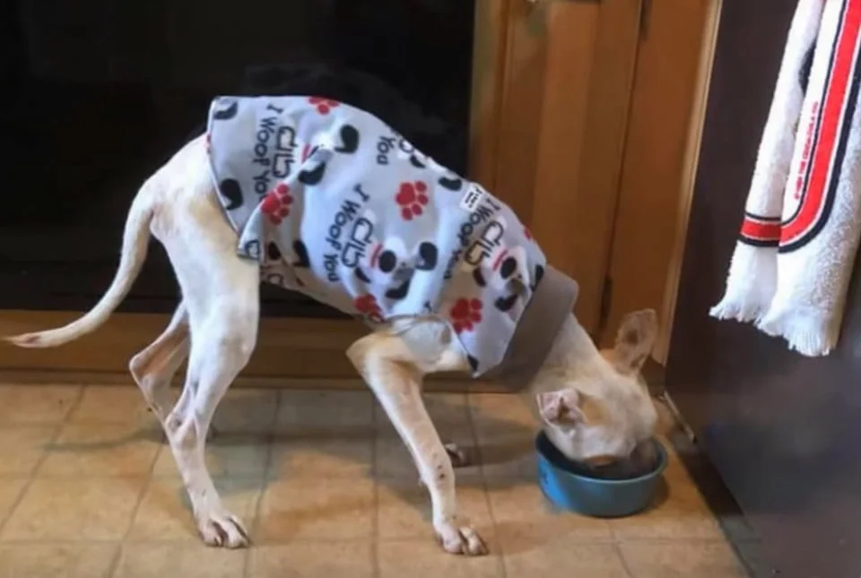 Perrito alimentandose