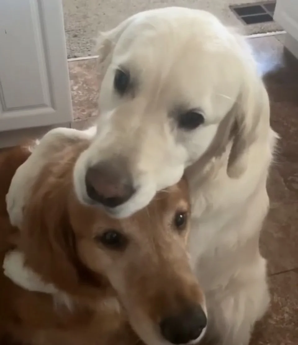 Perrito blanco abraza a perrito café