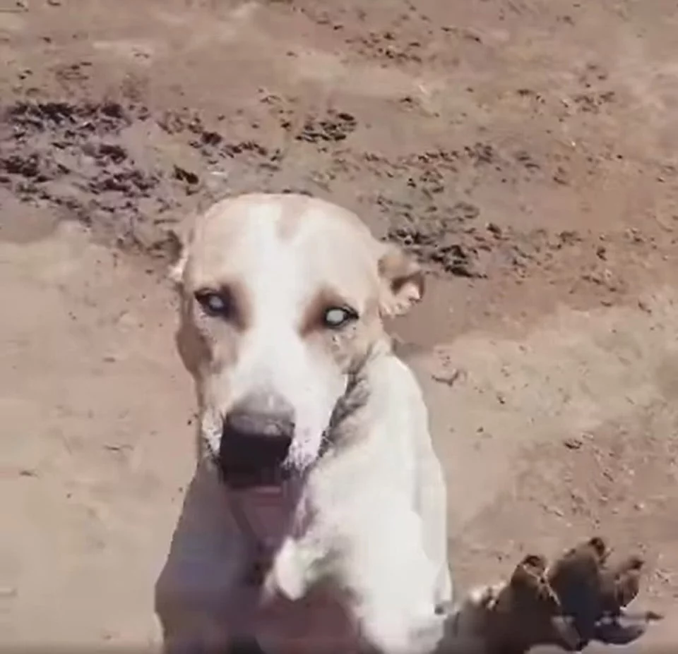 Perrito ciego