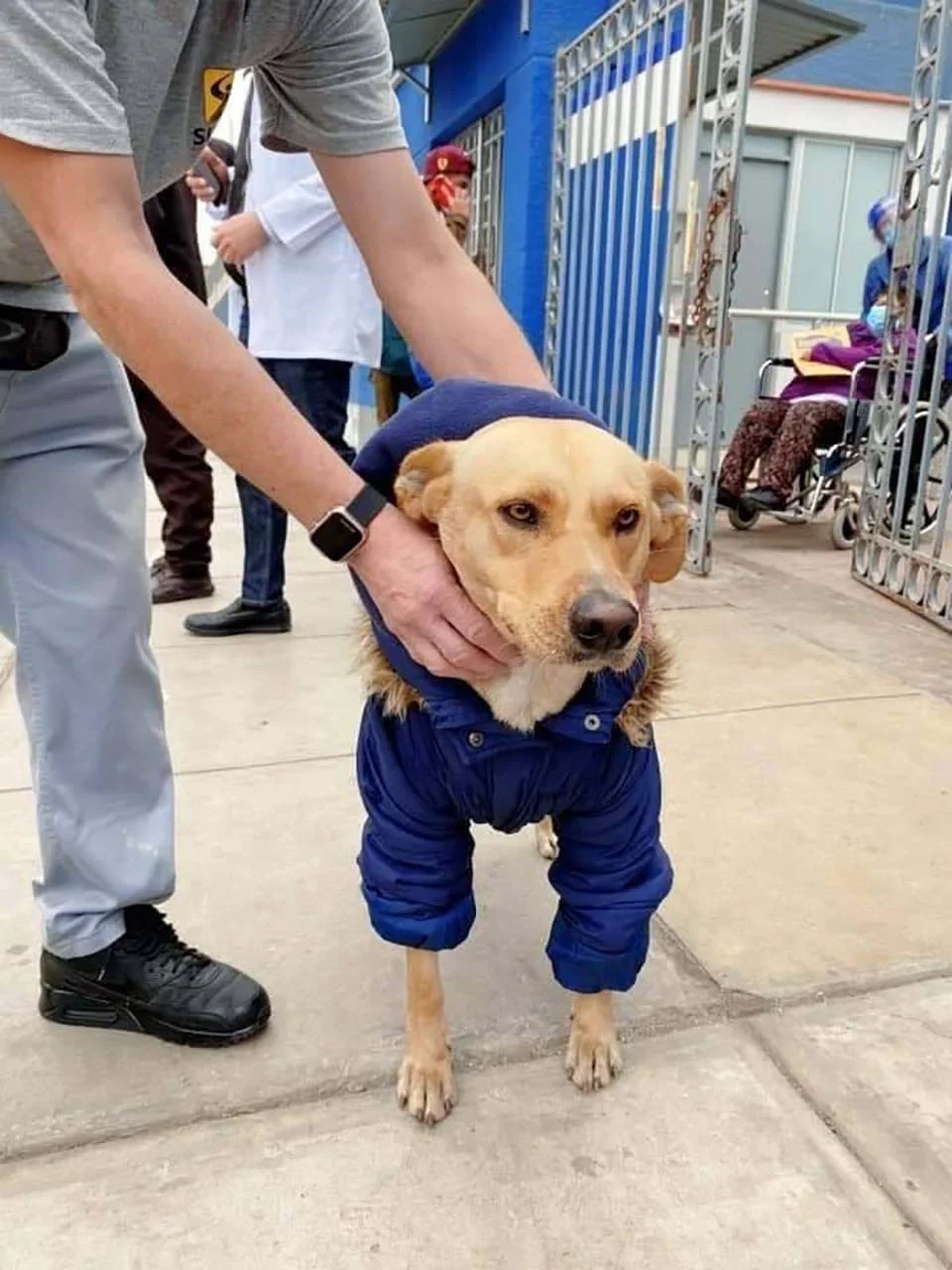 Perrito en Perú