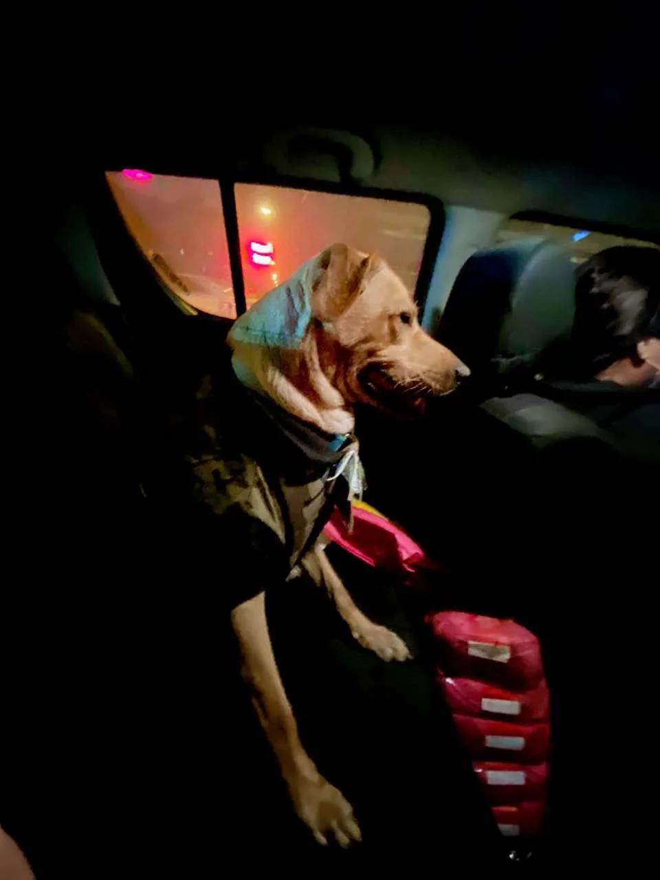 Perrito espera 3 días fuera de hospital