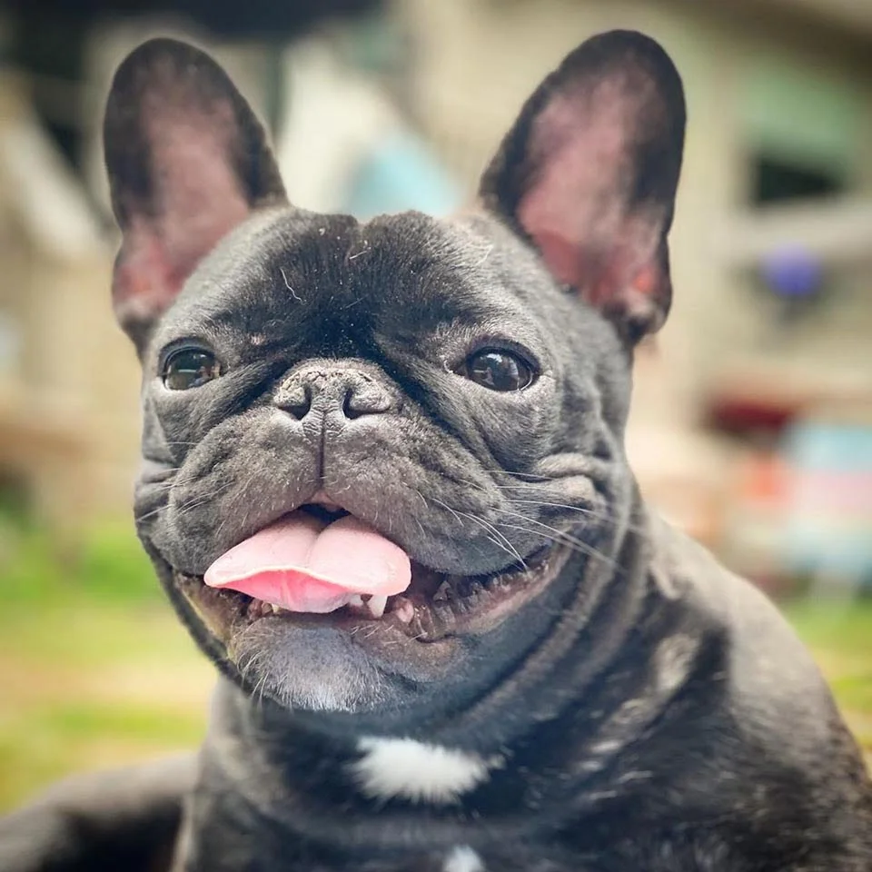 Perrito negro