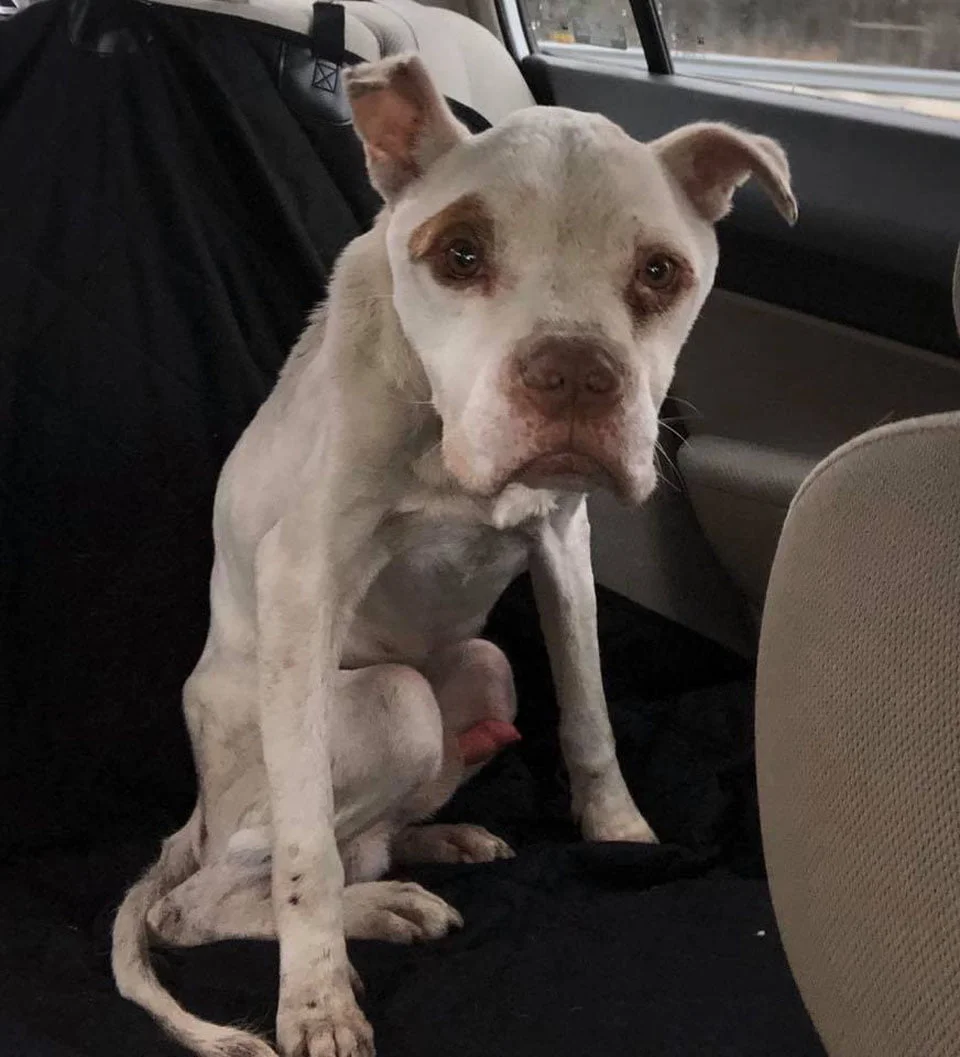 Perrito rescatado en el auto