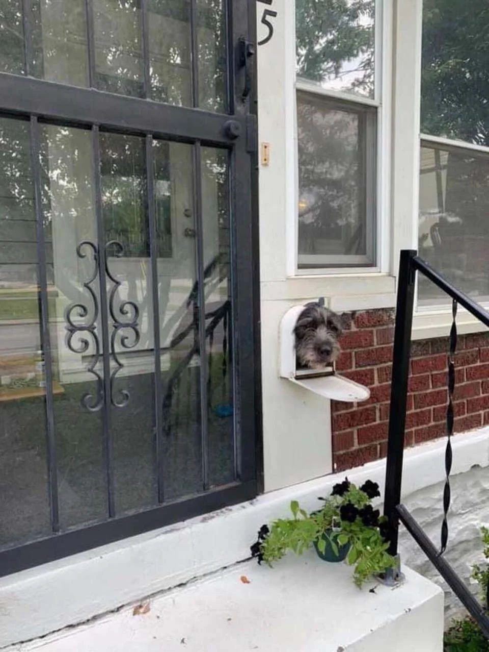 Perrito saca la cabeza por el buzón