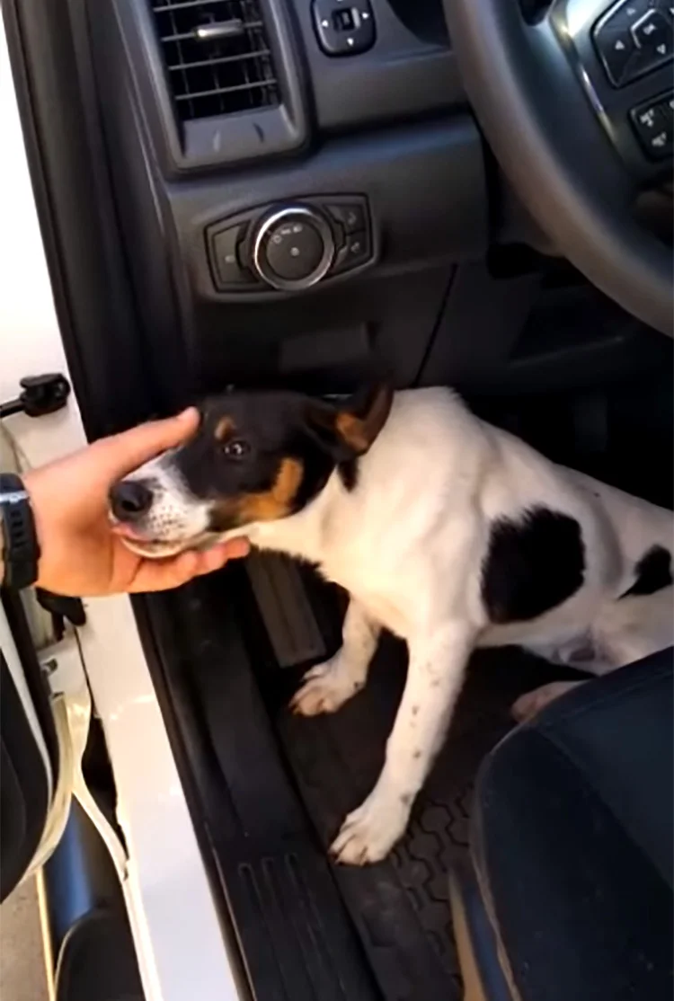 Perro abandonado carretera