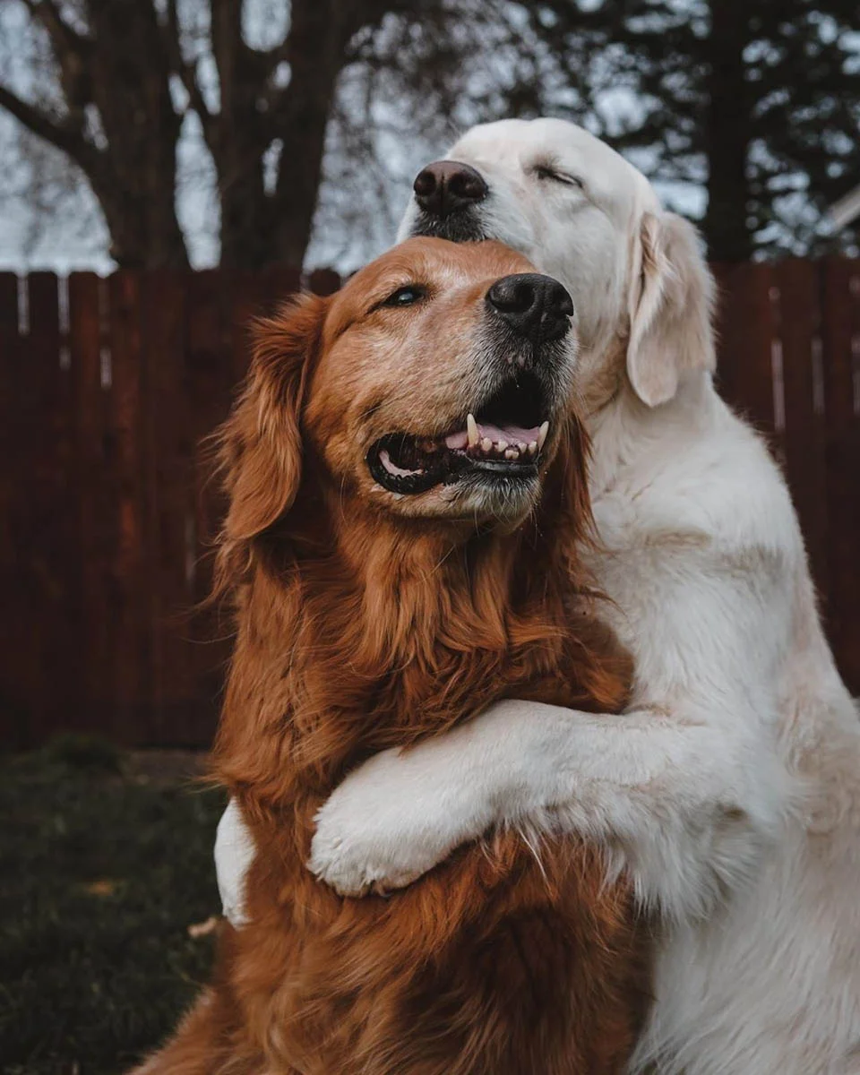 Perro blanco y café